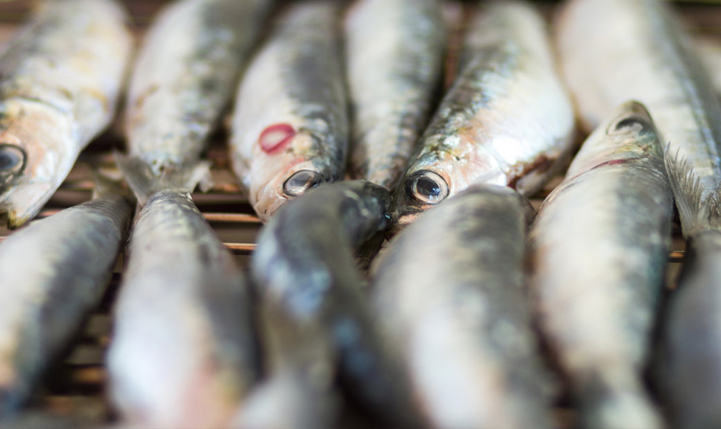 Sardines on a grill 