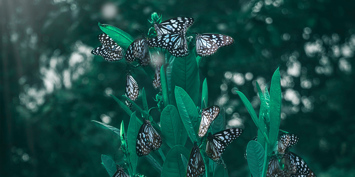 butterflies-on-a-plant