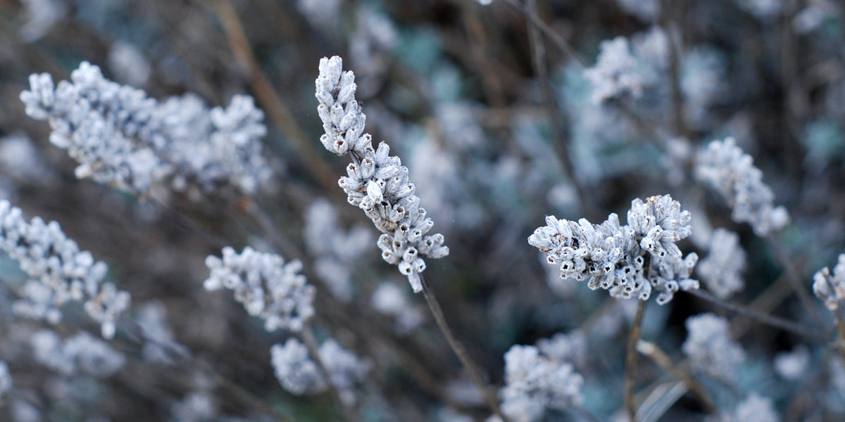 lavender-plant